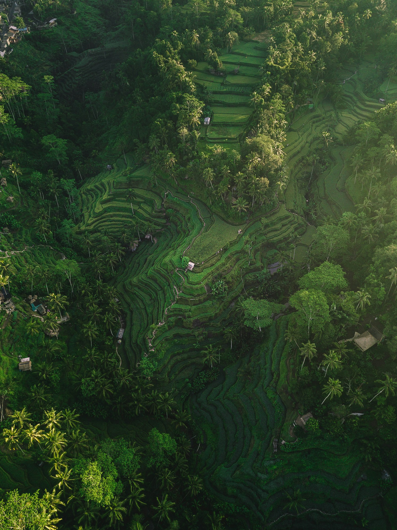 Tegallalang, Bali — area photograph · Silas Baisch / Unsplash